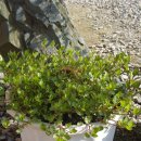 성불유치원 이미지