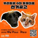 성북어린이돌봄협동조합 | [10월 뉴스레터] 고양이의 허피스와 칼리시 바이러스