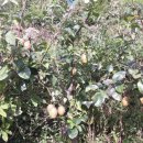 호랭이농장 이미지