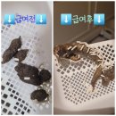 선바이오(주) | 고양이 유산균 스탬푸드 후기 🫶🐱