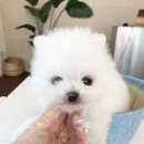 투썸펫 이미지