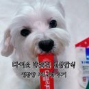 지니펫 | 다이소 추천템 | 반려견 신상 간식 정관장 지니펫 후기