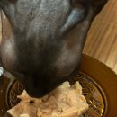 벌거벗은 고양이 | 스핑크스고양이 임보 기록.