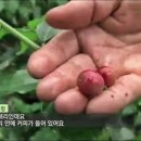 보그너커피음성 네이버블로그