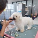 꿈의 애견미용 이미지