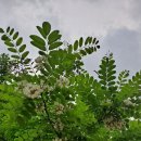 쌍청공원 화장실 이미지