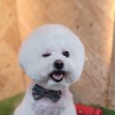 도그트리 이미지