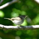 외연도의 되솔새(pale-legged willow warbler) 이미지