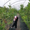 운산농원 이미지