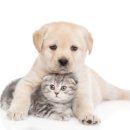 더본 동물병원 이미지