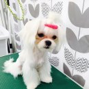 쁘띠멍멍 이미지