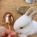 아들농장 | 내돈내산 18개월 아들과 무럭무럭농장 다녀온 후기💕 24개월 이하 입장료 무료!!! 깔끔하고 알찬 동물...