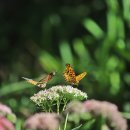 나비들의 가을소풍ㅡ큰꿩의비름꽃 이미지