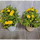 장수남원추어탕(청북점) 이미지