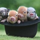 황금돼지 이미지