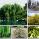 버드나무 이미지