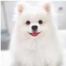 써니애견 이미지