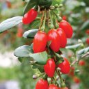 청양약초구기자시장 | 건강에 좋은 구기자(枸杞子) 차