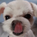 애견종합병원 이미지