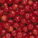 미백클린 이미지