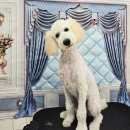 밀리아 펫살롱 이미지