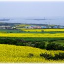 유채와바다 이미지