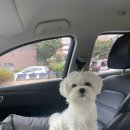 웰니스동물병원(고잔점) 이미지