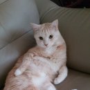 꼼지락꼼장어 이미지