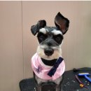 마이핫독 이미지