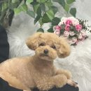 초원애견샵 이미지