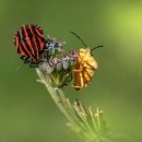 스칸디동물병원 이미지