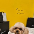 버블펫쌀롱 이미지