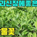 은방울꽃(영란)과나물들-신장병,심장병,심장내막염,심장판막증,부종,타박상에효능있는 산약초 조회수 3.4천회 3년 전 이미지