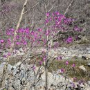 진달래산천 이미지