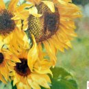 쉽게 배우는 유화 이미지