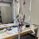 아나토미필라테스랩 | Tactile Anatomy(하지) 교육 후기:D