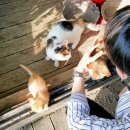 낙조11번가 이미지