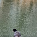 온천천시민공원 동백 이미지