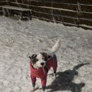 갱스터도그 | 강아지 겨울 패딩 비교 알파아이콘 스노우독가드, 후르타 익스트림 워머에코3, 파이카 VISIBILITY 울...