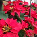 금잔디유치원 이미지