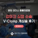 이루동물병원 | 강아지 심장수술 V-Clamp 치료 후기, 개심술 부작용 후유증은?
