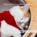 고양이사랑채 이미지