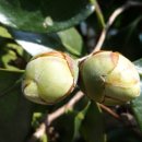 피울공원