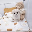 멍토피아 강아지분양 인천 본점 이미지