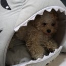 면목동-182 | 중곡/면목동 강아지랑 하루종일 놀기🐶 - 애견놀이터 똥강아지, 애견동반카페 갸또마루, 음식점 몽우...