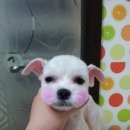 (주)말티 Daum카페