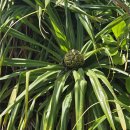 31140-7-49-17 | [미야코지마 여행 #1] 10분 전 극적 탑승! 인천공항 출국 &amp; 미야코지마 1일차 (토리이케, 17end)