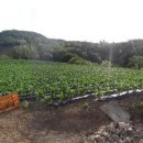 동해시-02 이미지