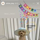 댕즈 이미지