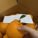 도순남로 | [선물 리뷰] 입안 가득 퍼지는 제주 향기 <라봉농원 한라봉>, 오래먹을 수 있는, 한라봉 보관법까지!